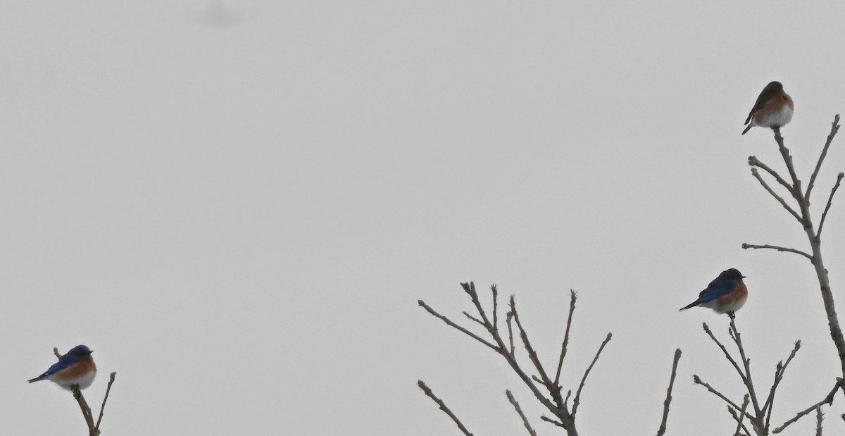 Eastern Bluebird - ML646411899