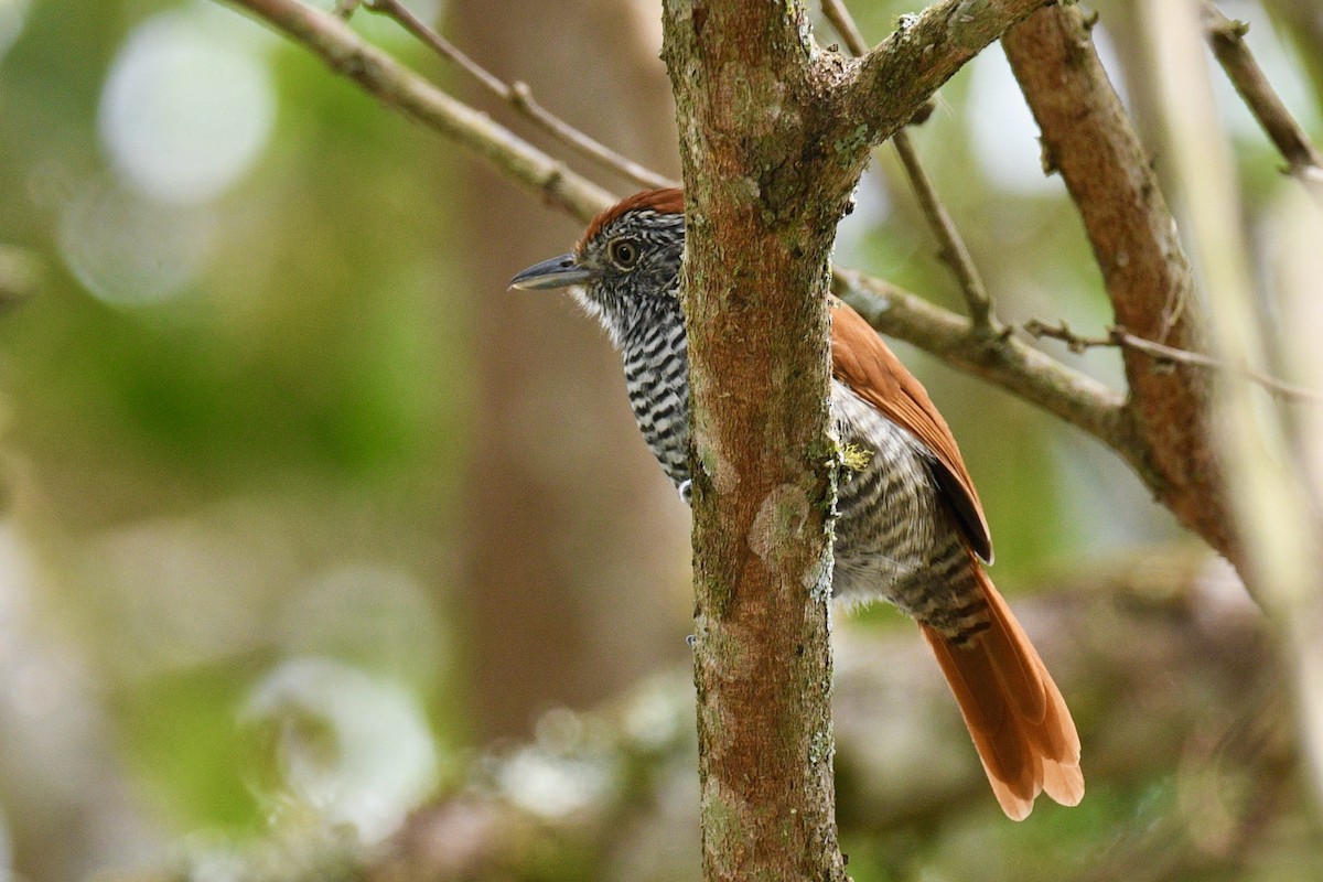 Bar-crested Antshrike - ML646411901