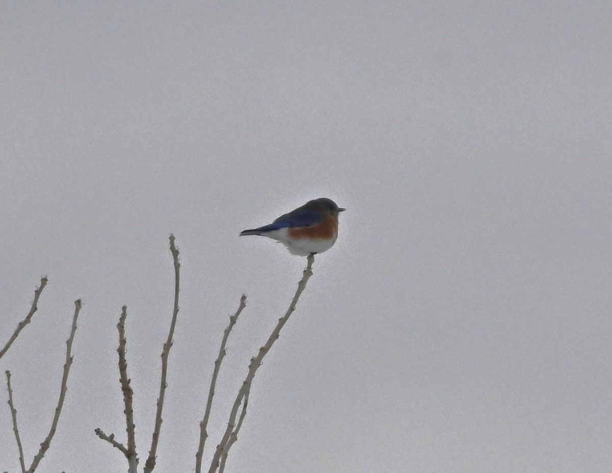 Eastern Bluebird - ML646411903