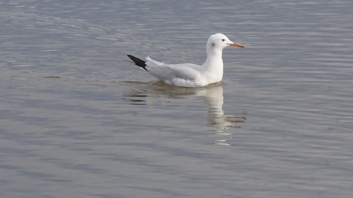 Мартин тонкодзьобий - ML646411904