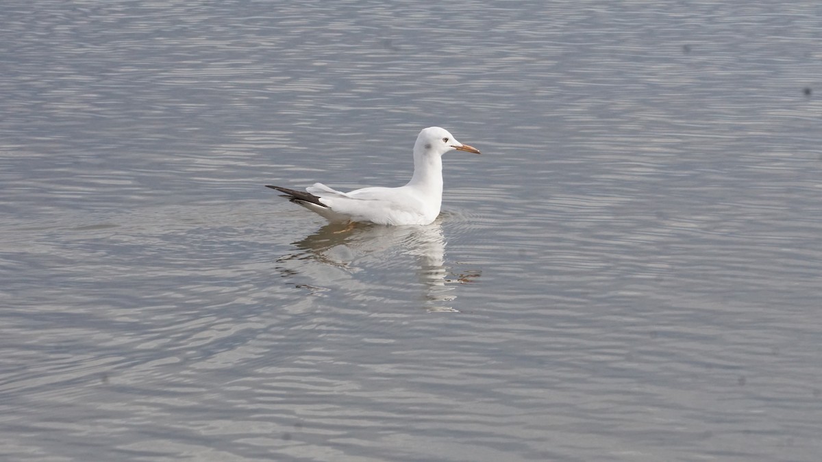 Мартин тонкодзьобий - ML646411905