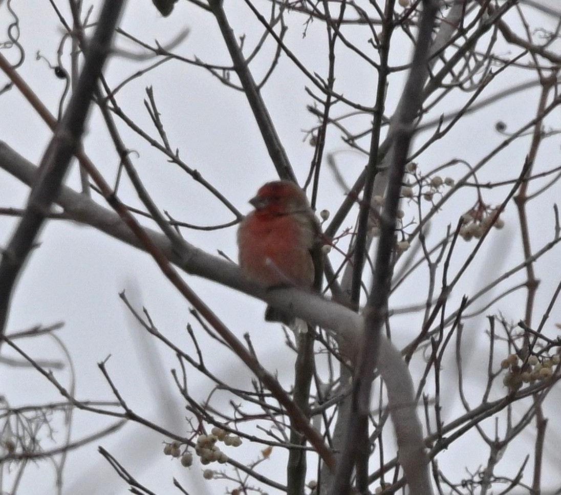 House Finch - ML646411911