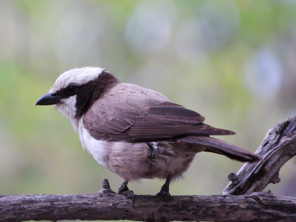 Weißscheitelwürger - ML646411914
