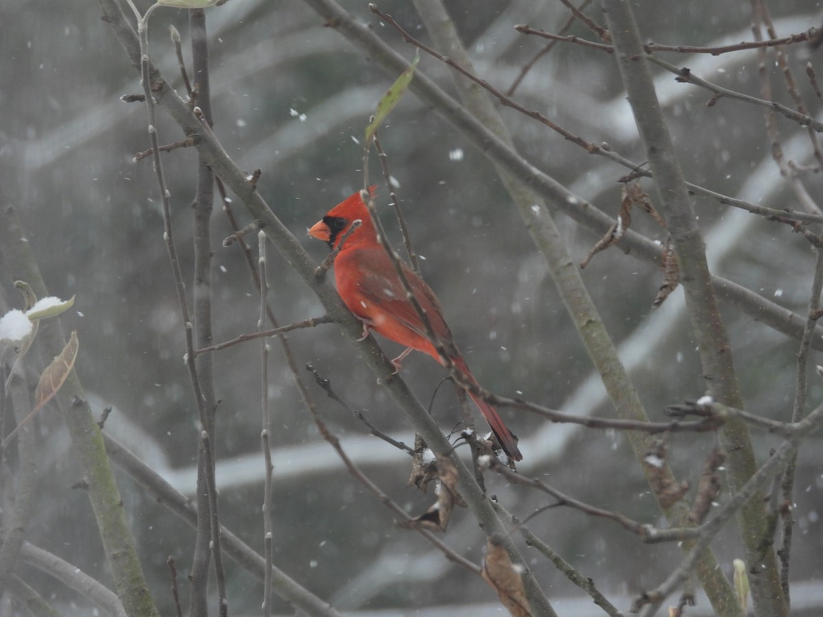 Northern Cardinal - ML646411917