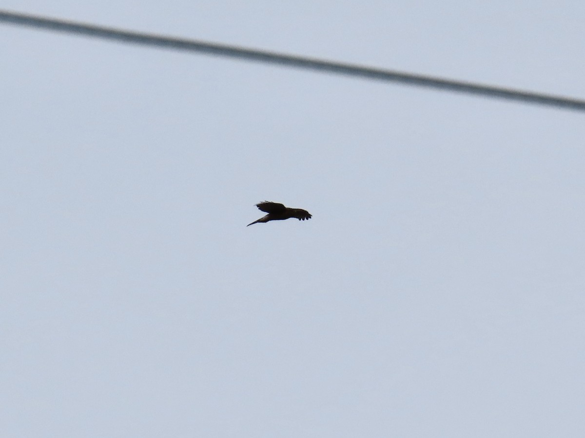 Sharp-shinned Hawk - ML646411919