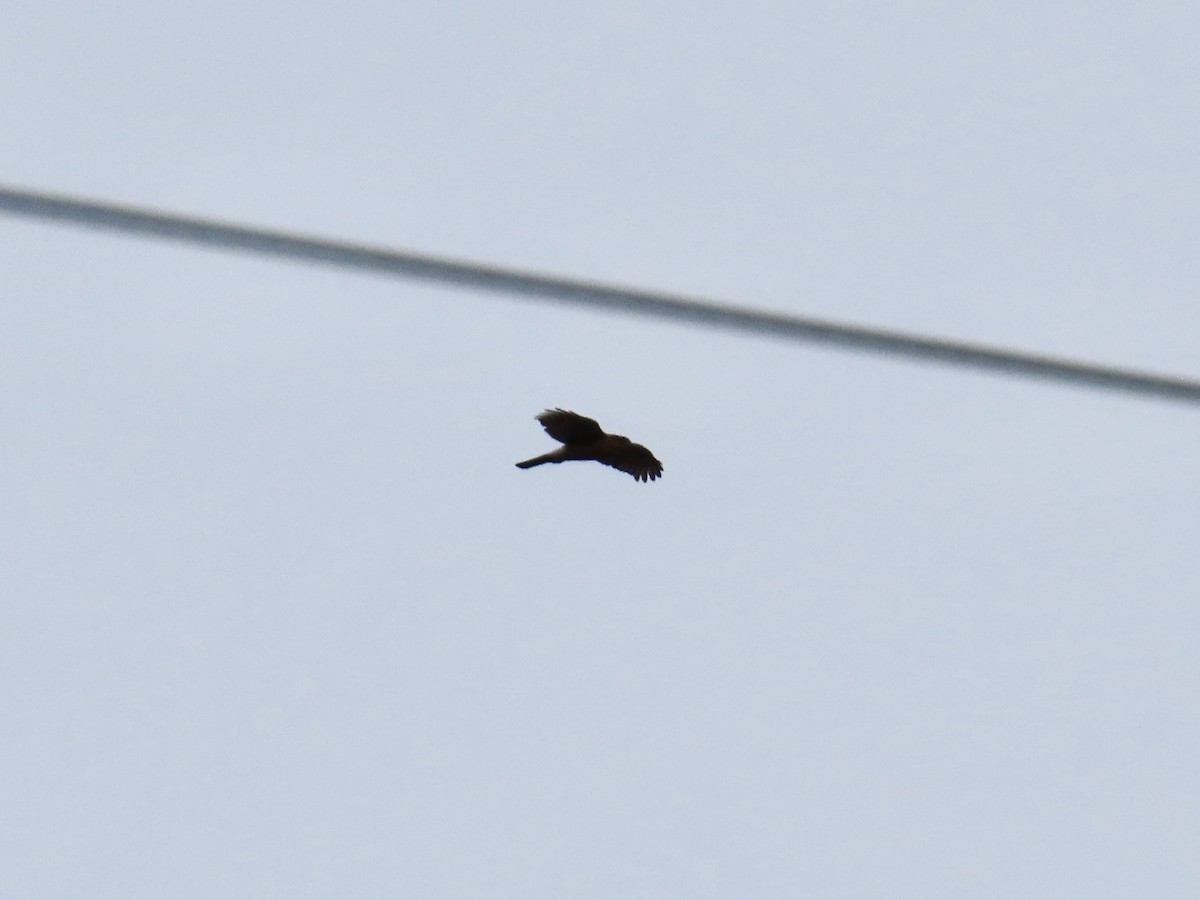 Sharp-shinned Hawk - ML646411920