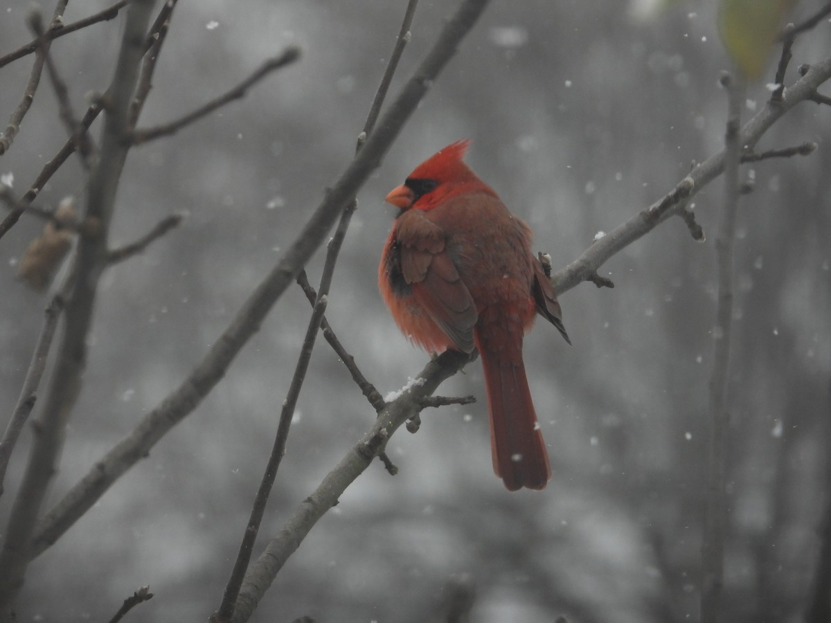 Northern Cardinal - ML646411923