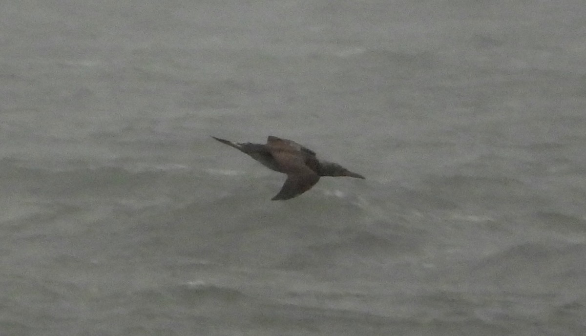 terej bílý - ML646411924