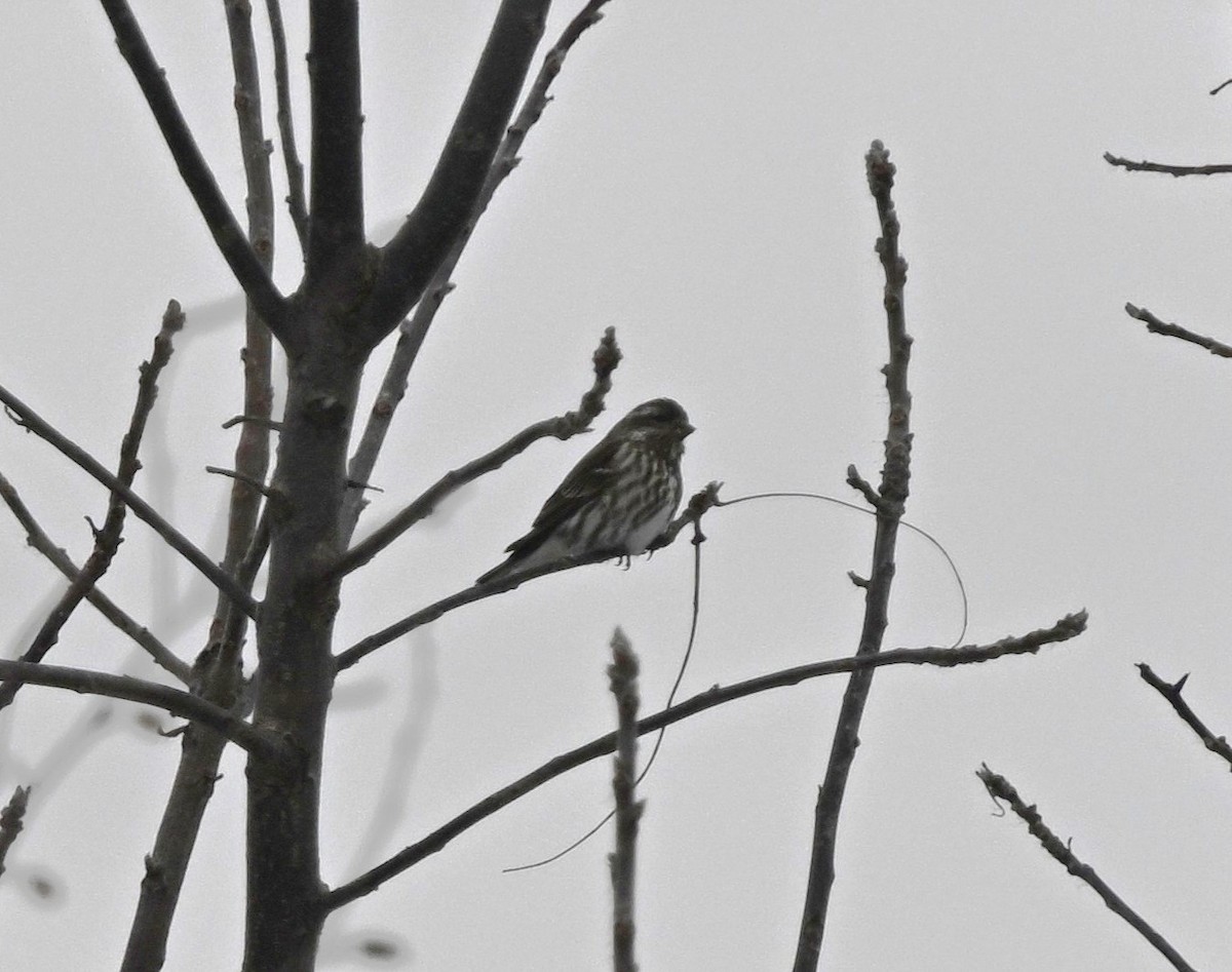 Purple Finch - ML646411925