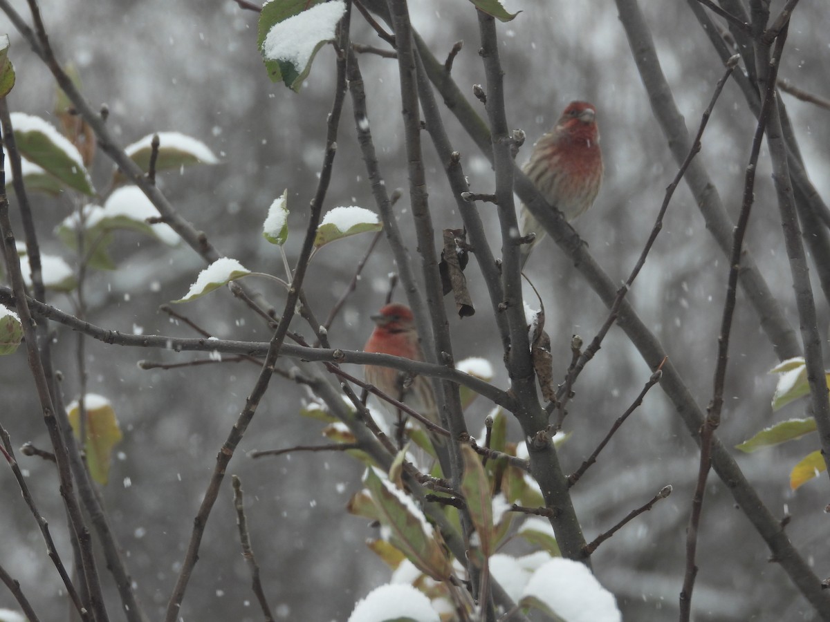 House Finch - ML646411926