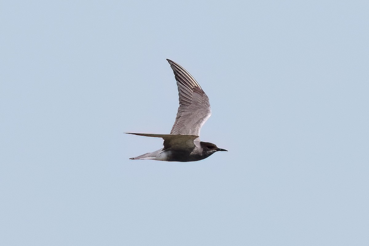 Black Tern - ML646411927