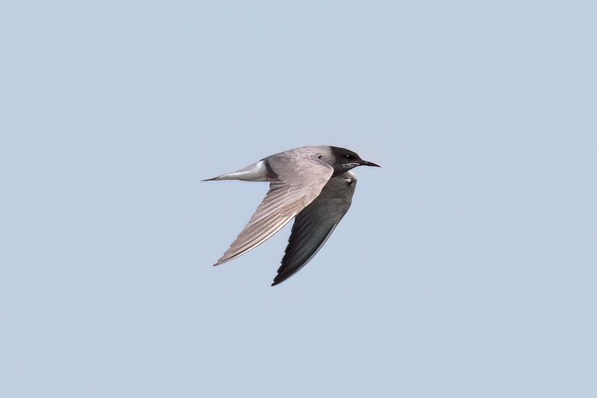 Black Tern - ML646411928