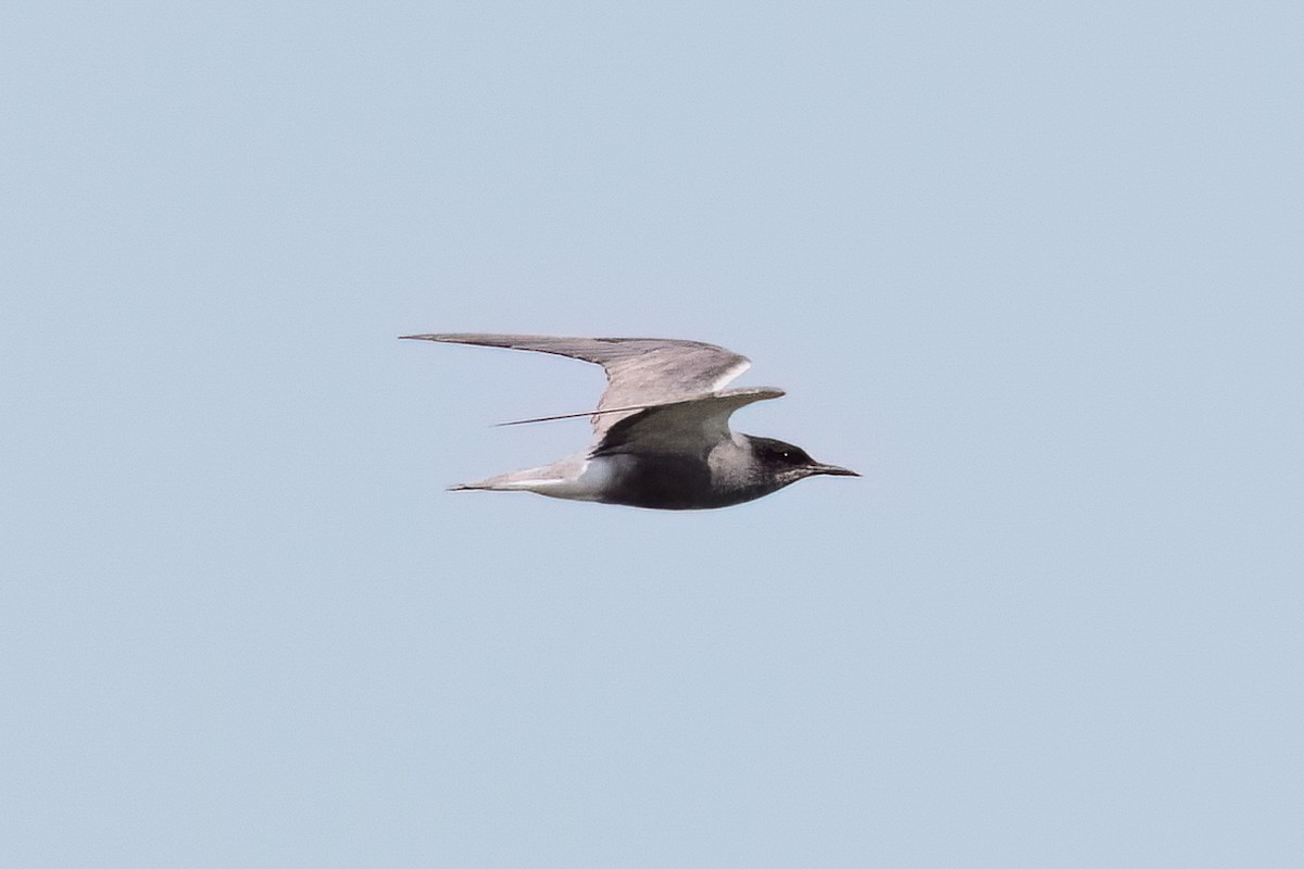 Black Tern - ML646411929