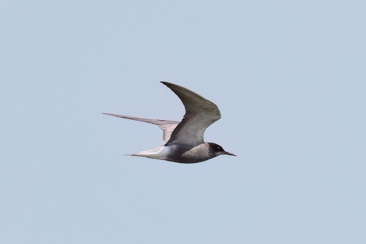 Black Tern - ML646411930