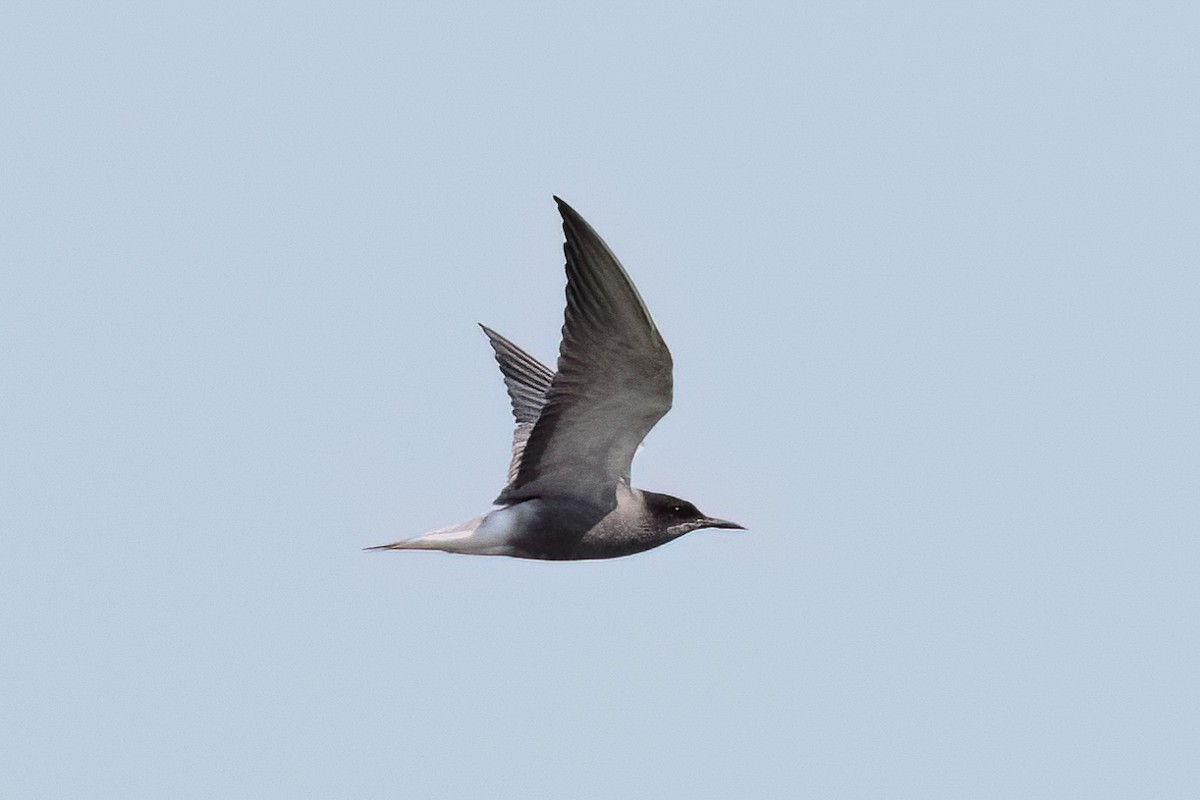 Black Tern - ML646411931