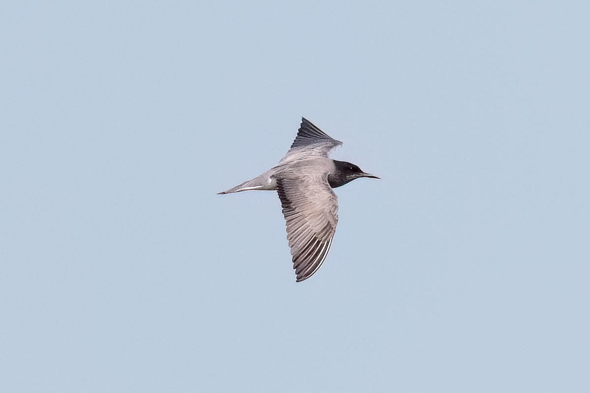Black Tern - ML646411932