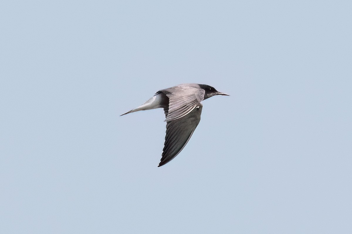 Black Tern - ML646411933