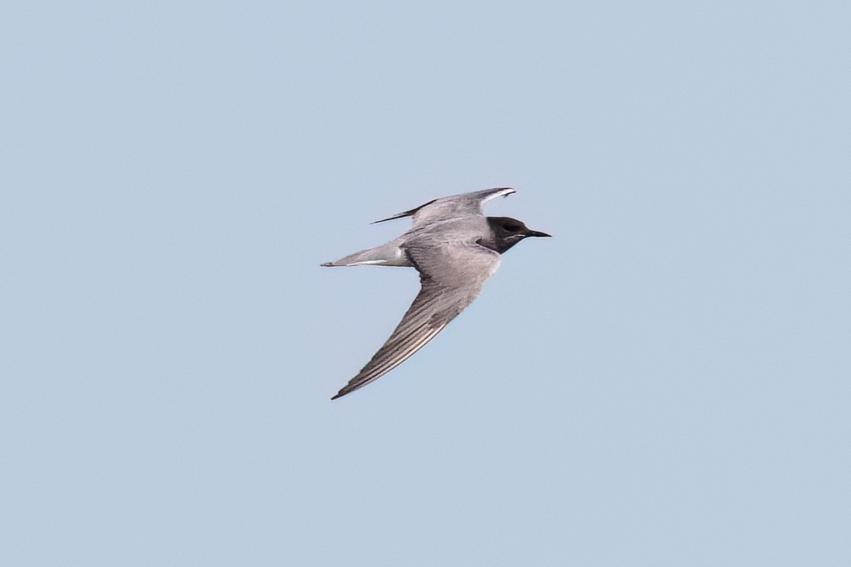 Black Tern - ML646411934