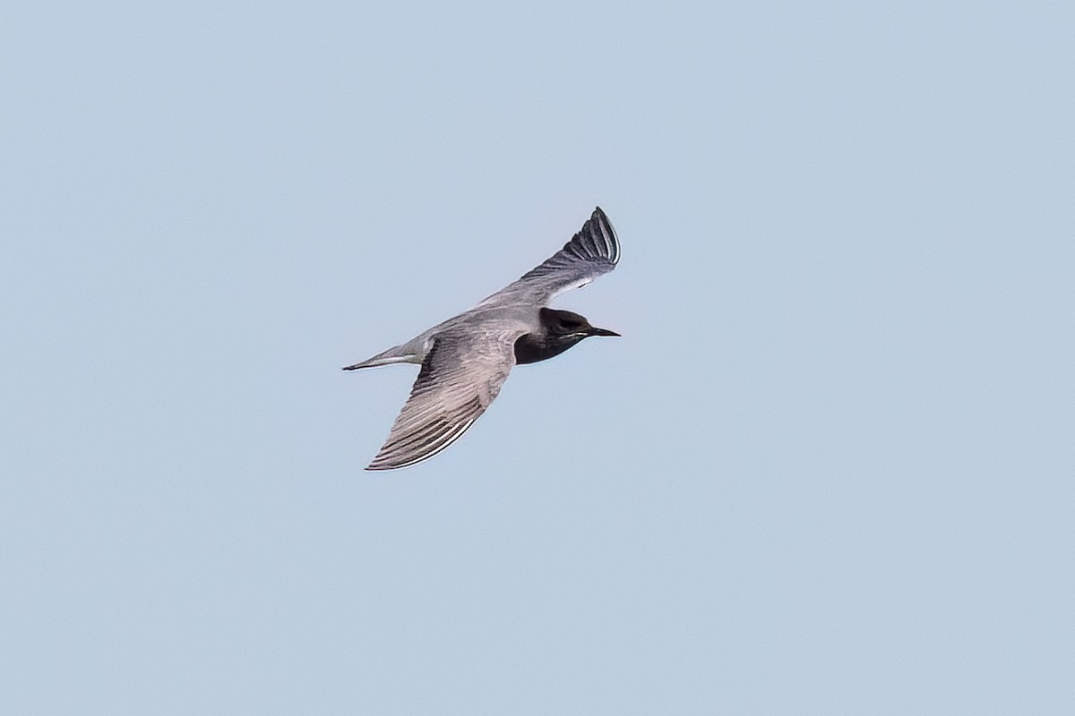 Black Tern - ML646411935