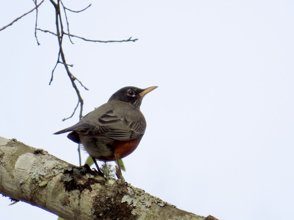 American Robin - ML646411936