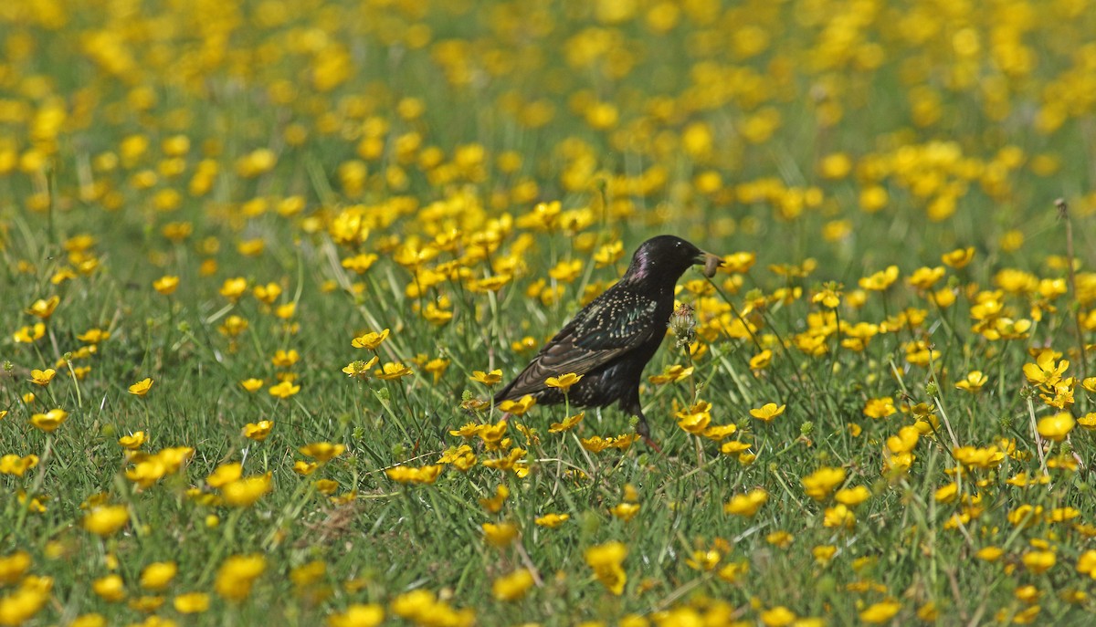 Хар тодол - ML646411938