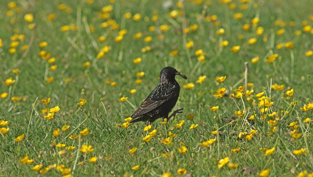 Хар тодол - ML646411940