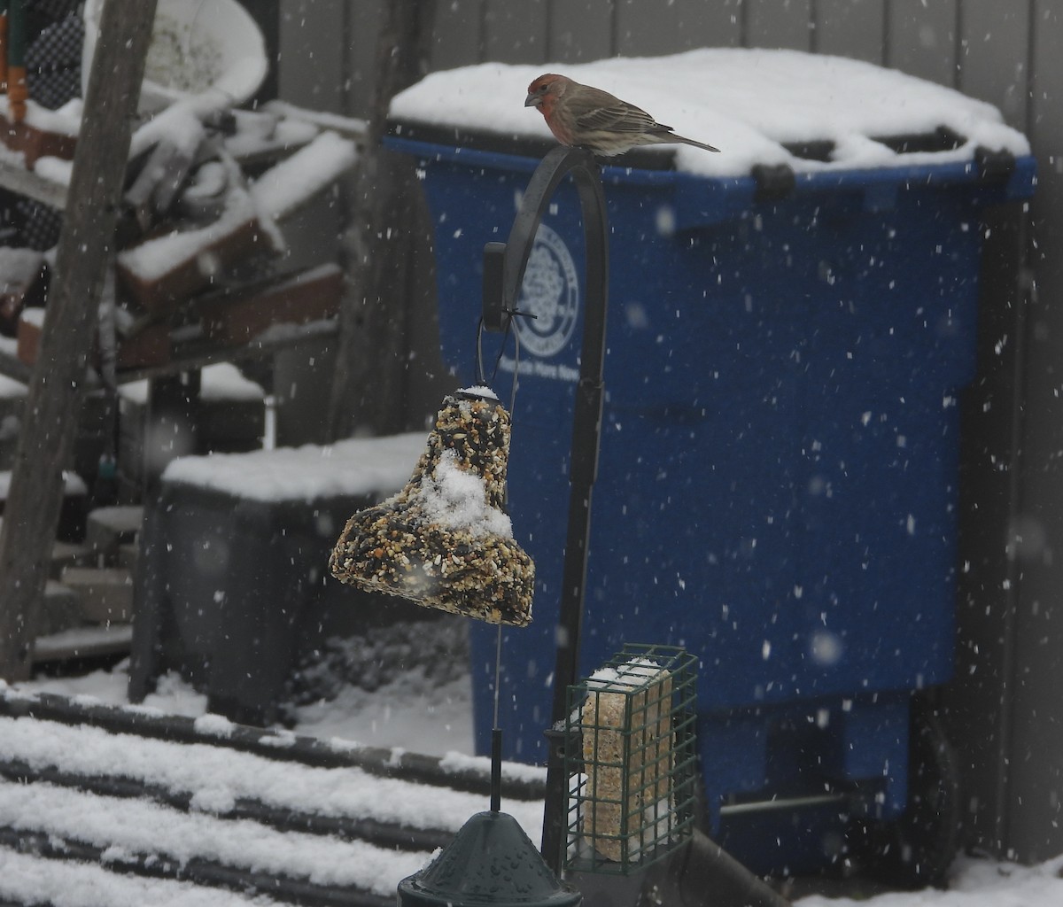 House Finch - ML646411941