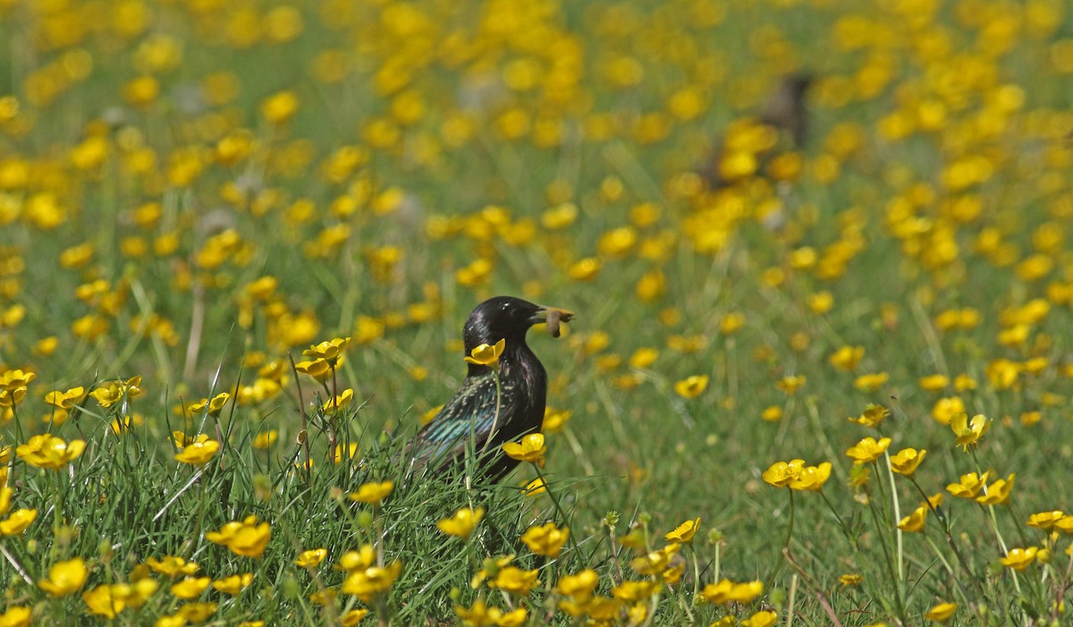 Хар тодол - ML646411943