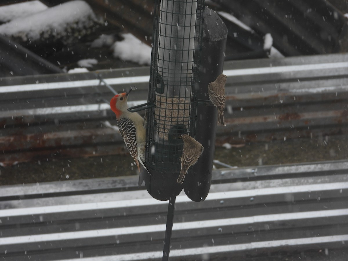 Red-bellied Woodpecker - ML646411944
