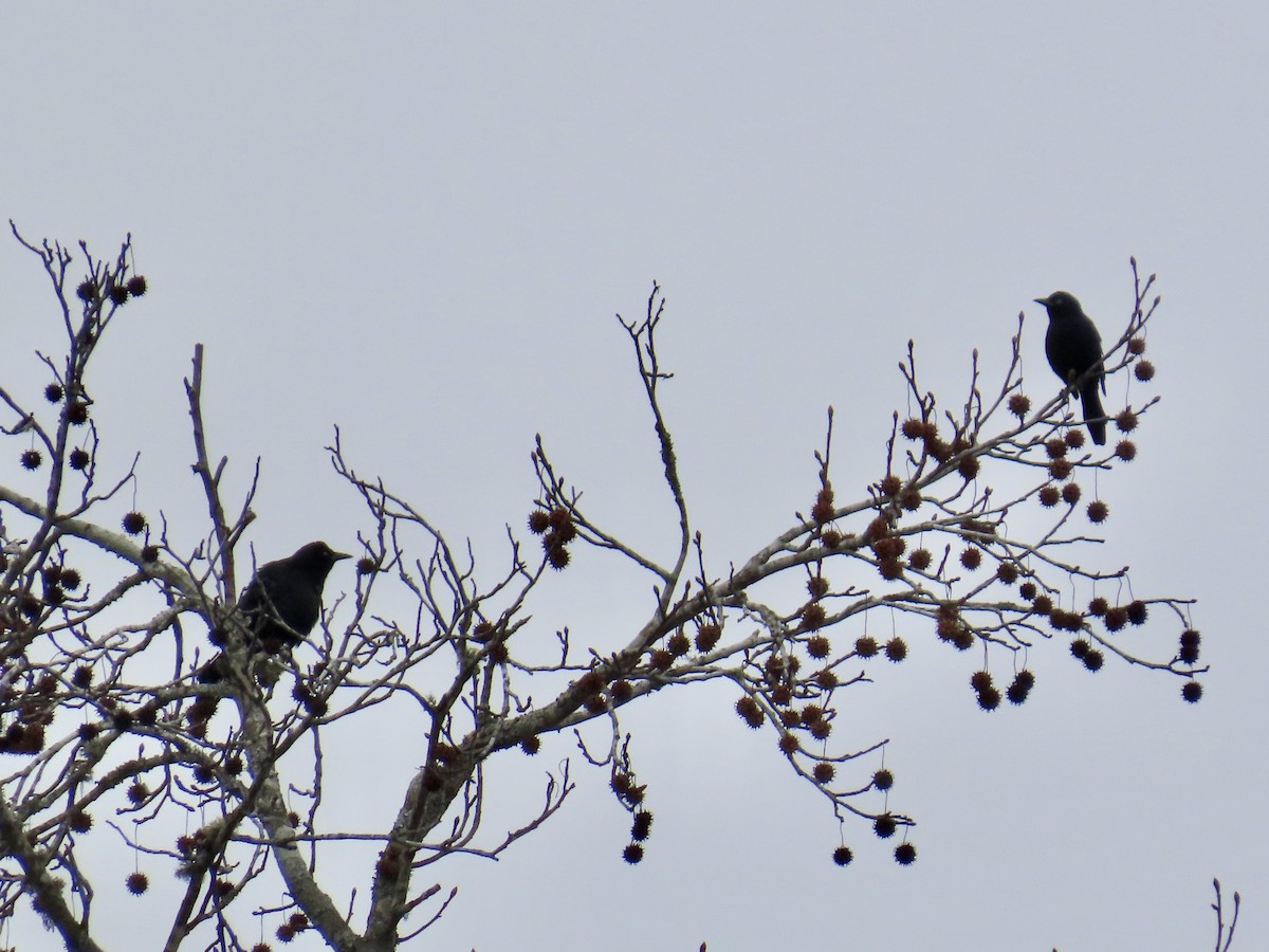 Common Grackle - ML646411945