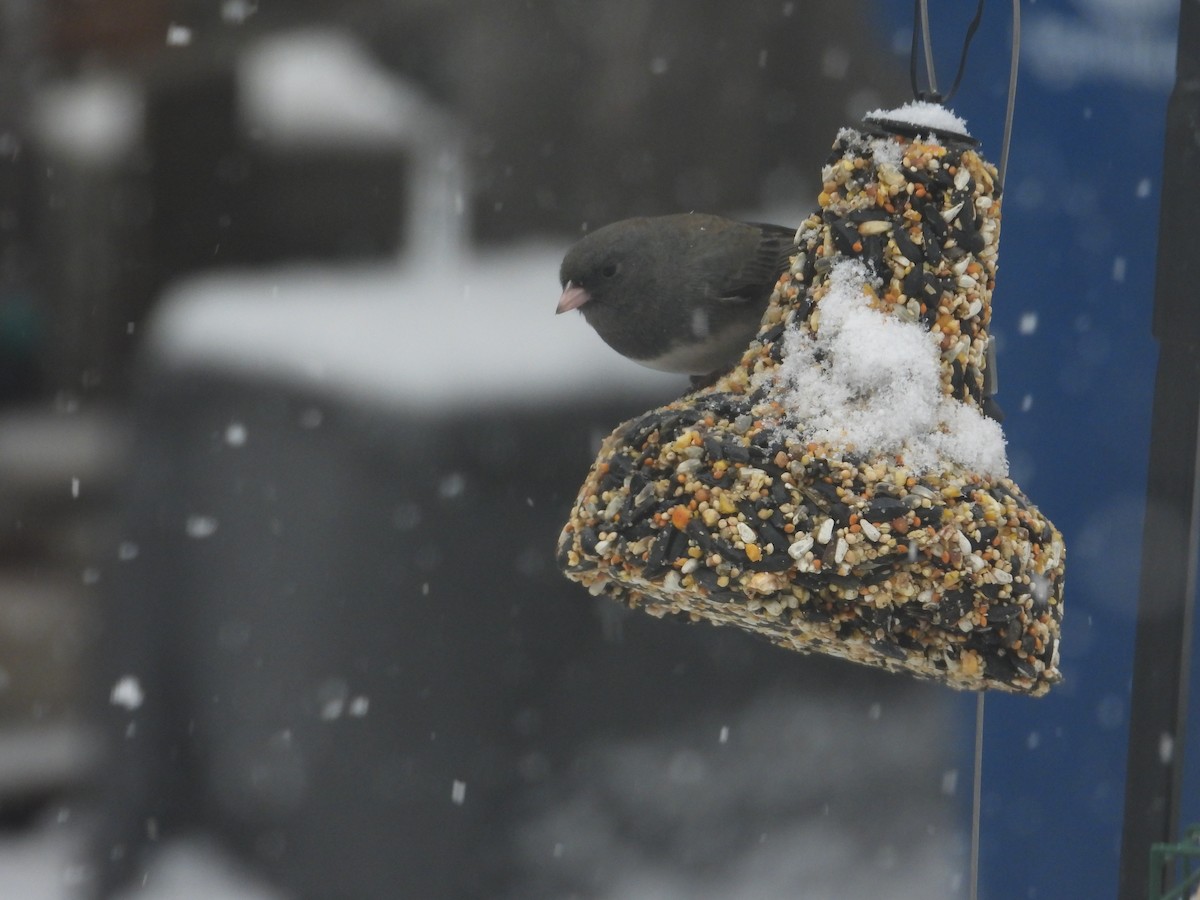 Dark-eyed Junco - ML646411952