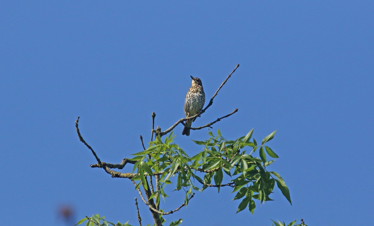 Дууч хөөндэй - ML646411957