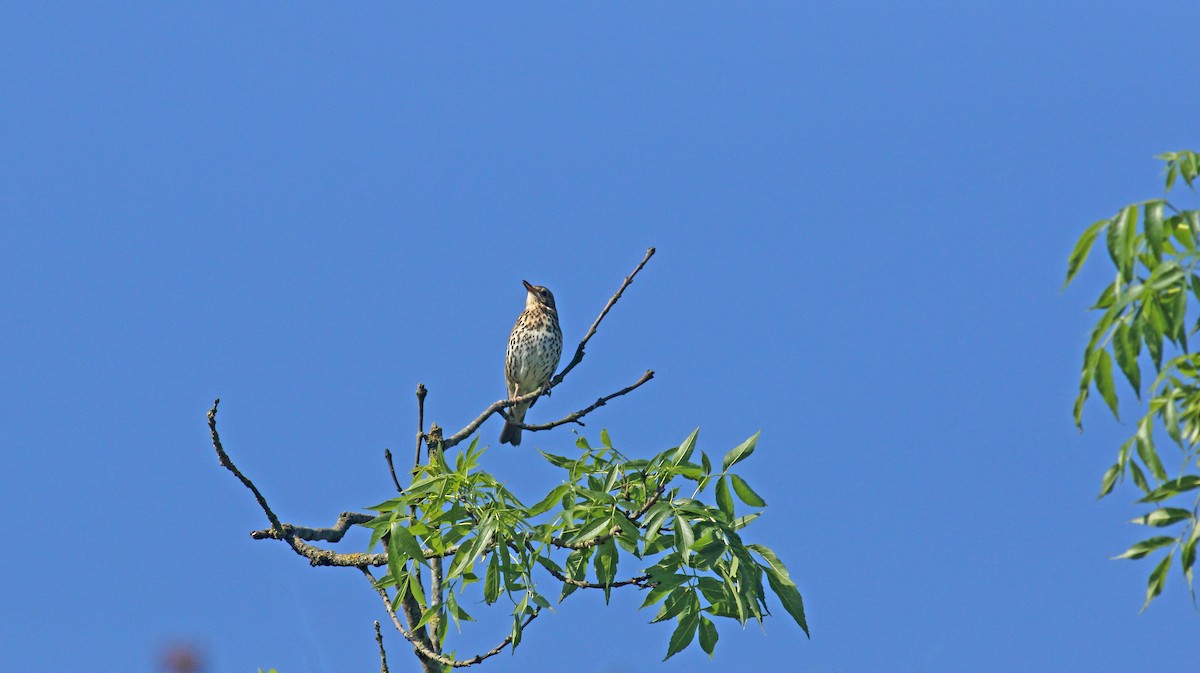 Дууч хөөндэй - ML646411959