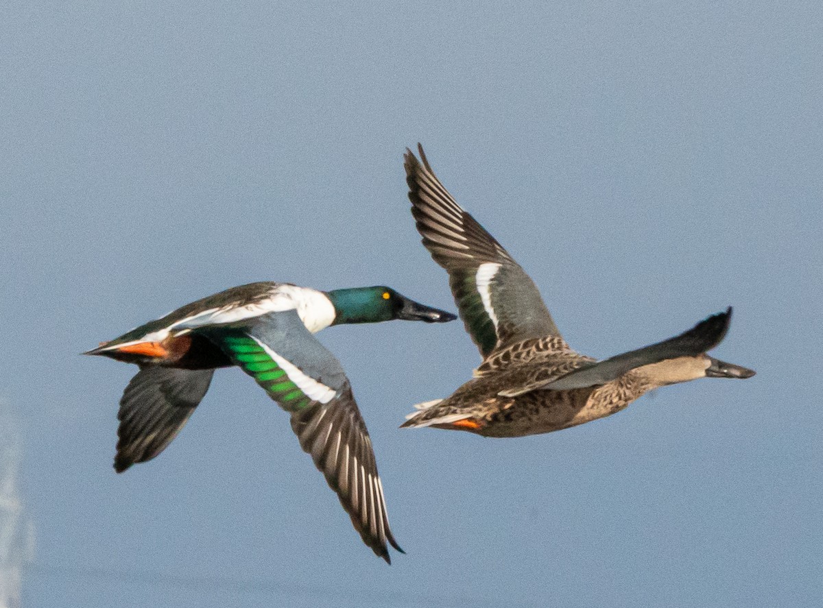 Ahate mokozabal zuria - ML646411961