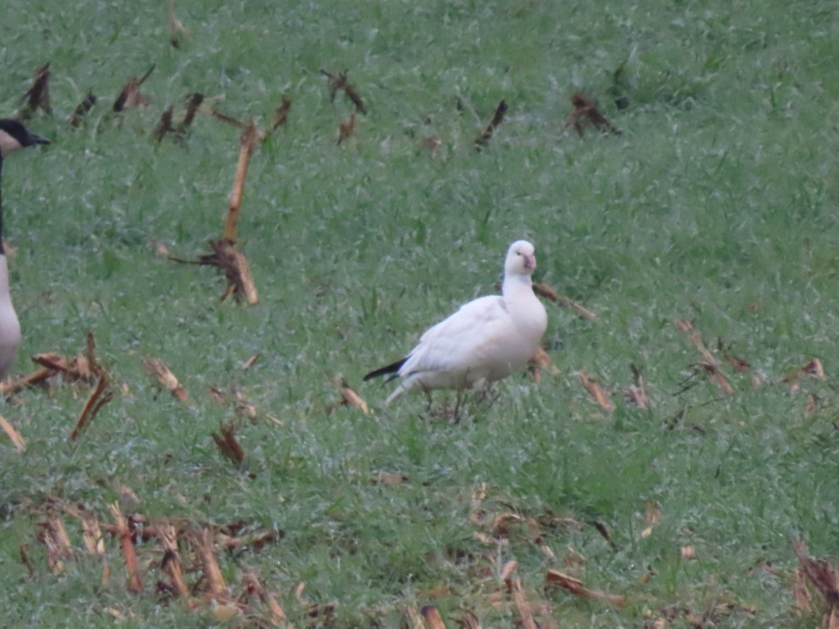 Гусь Росса - ML646411962
