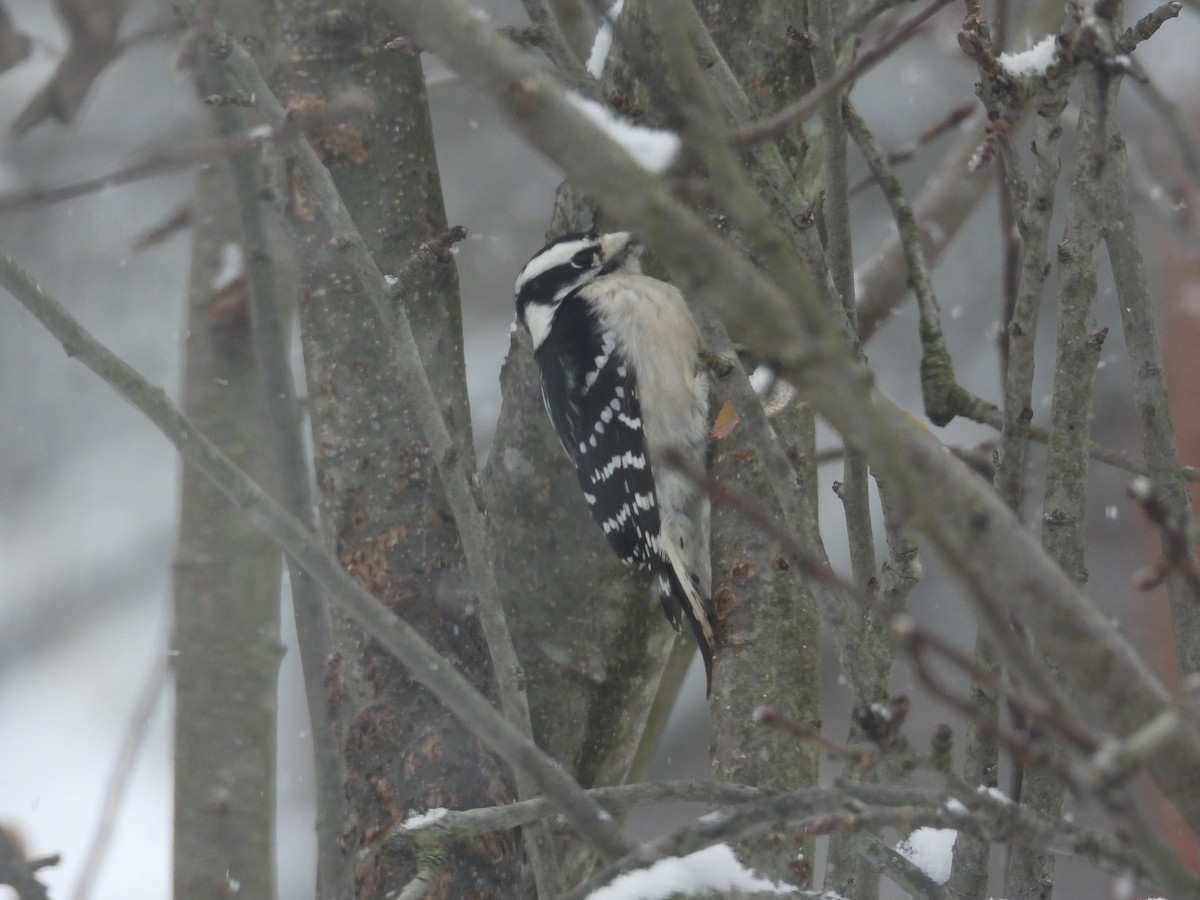 Downy Woodpecker - ML646411965