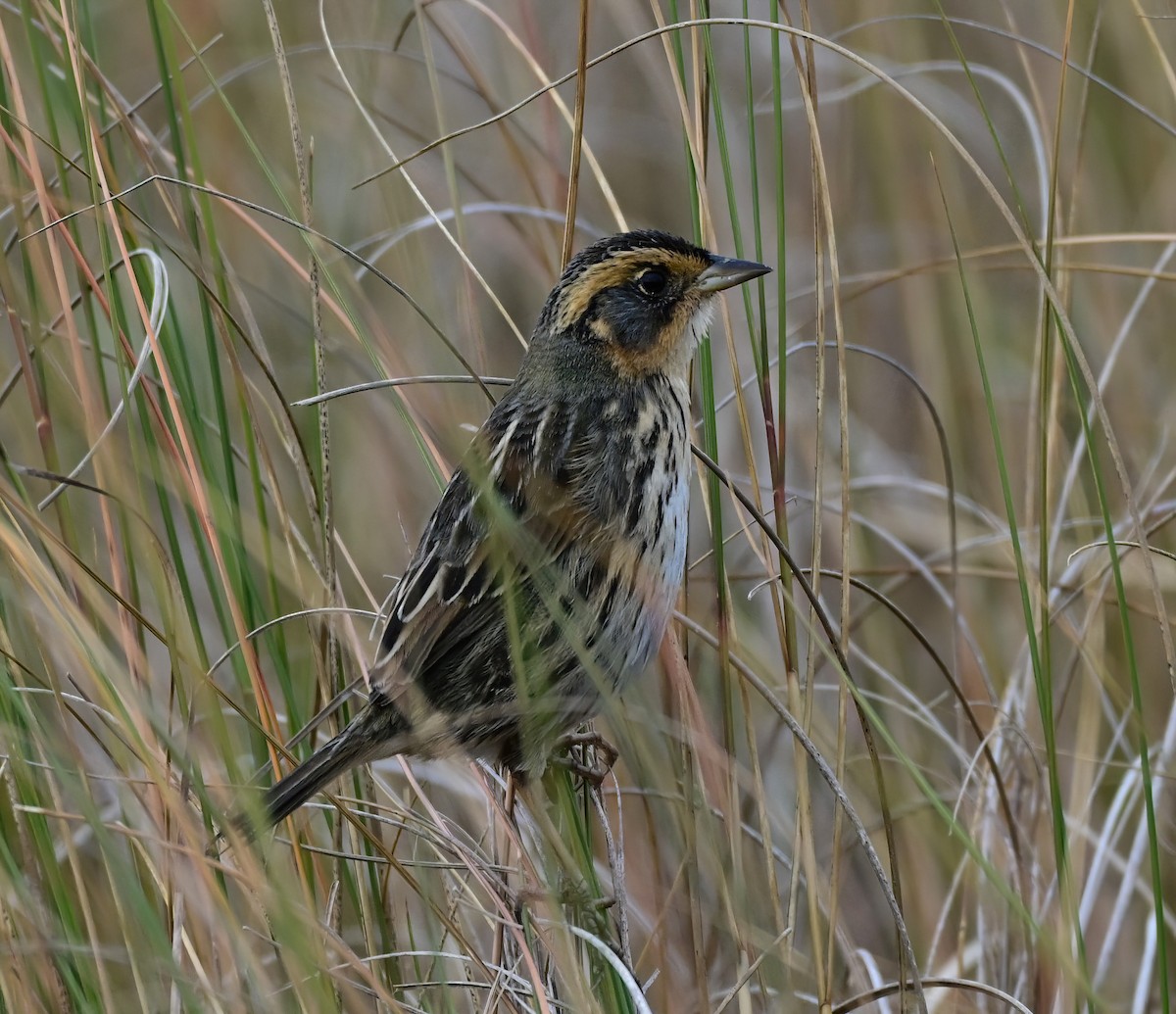 Saltmarsh Sparrow - ML646411966