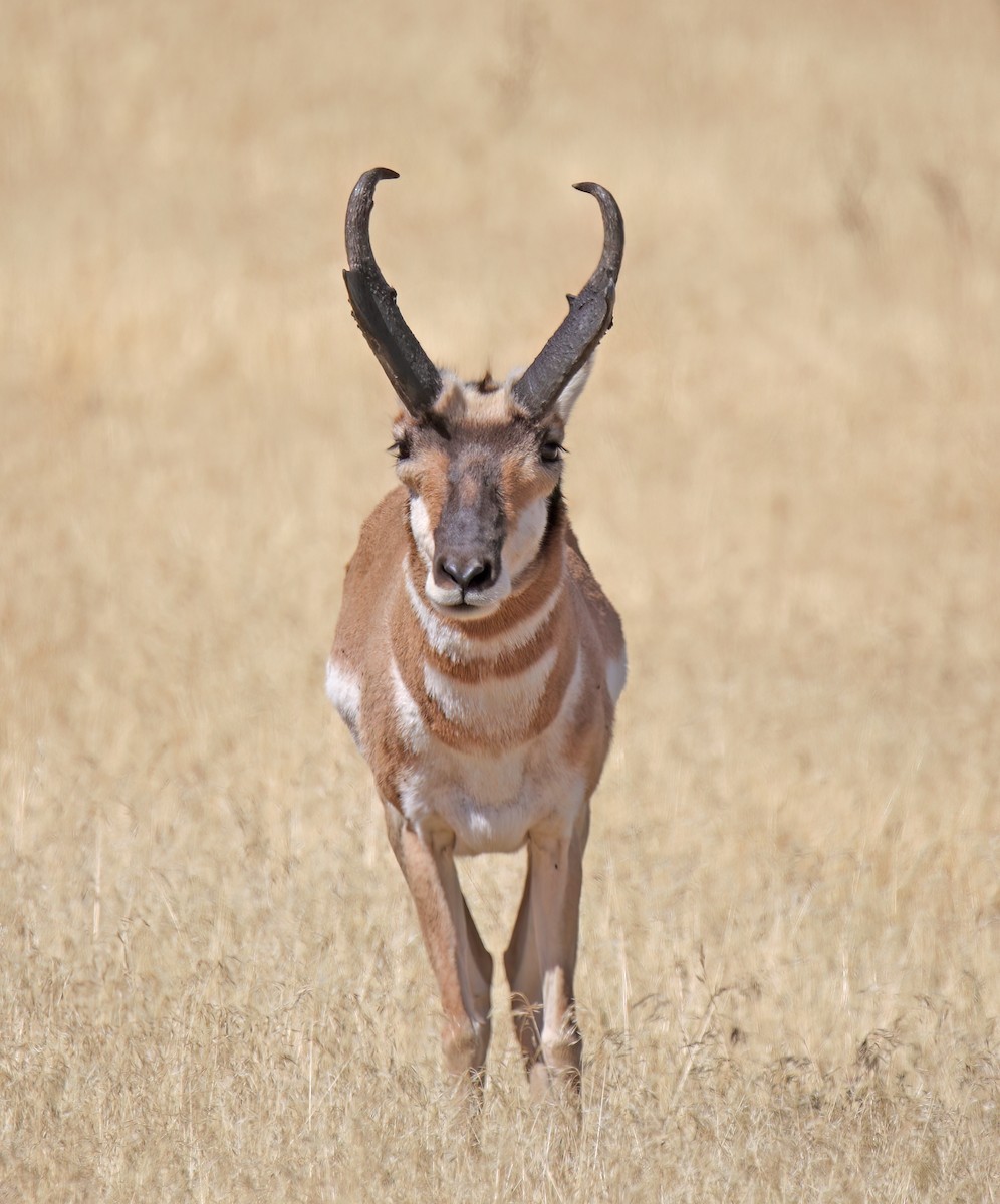 Pronghorn - ML646411967