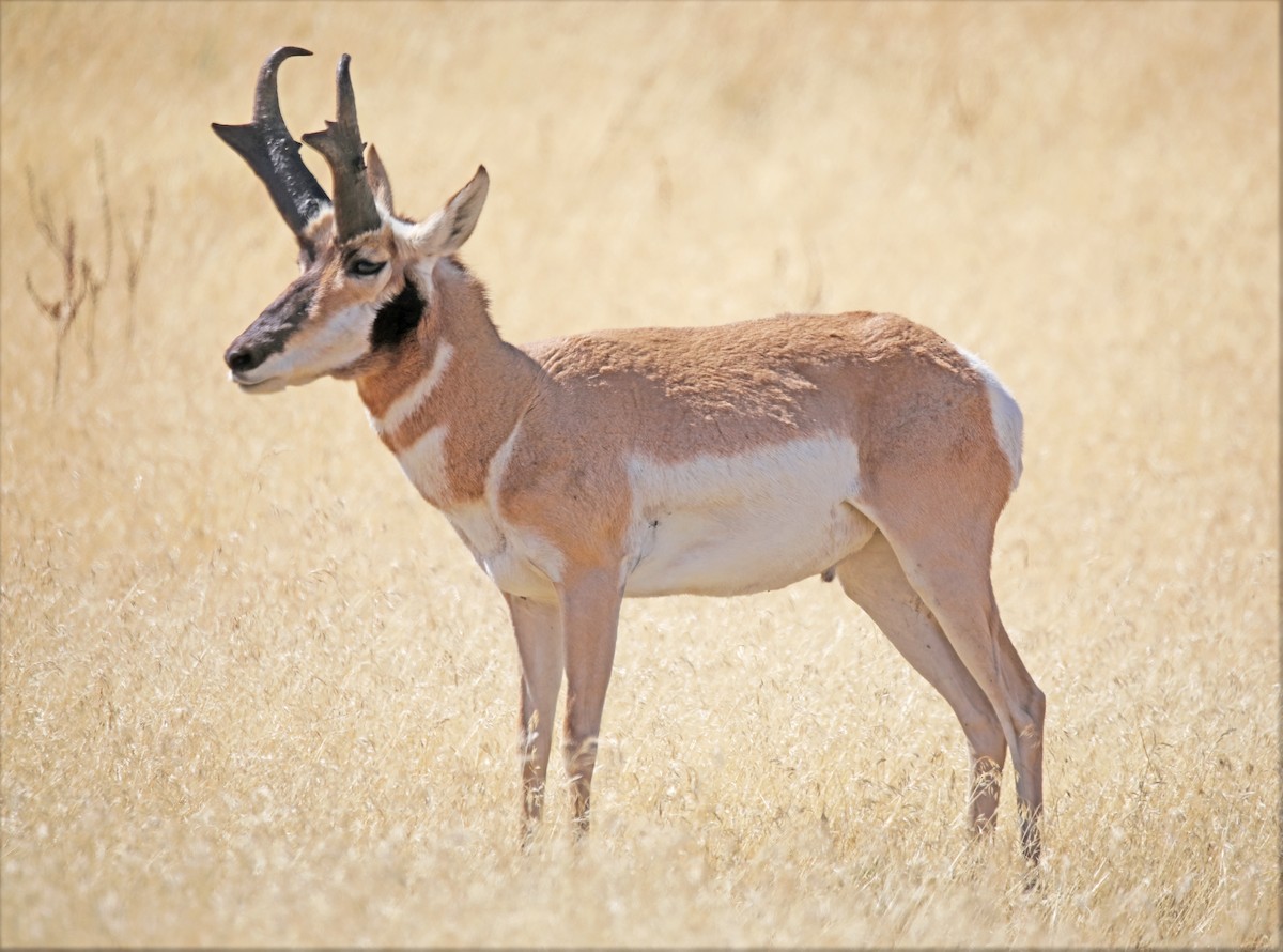 Pronghorn - ML646411968