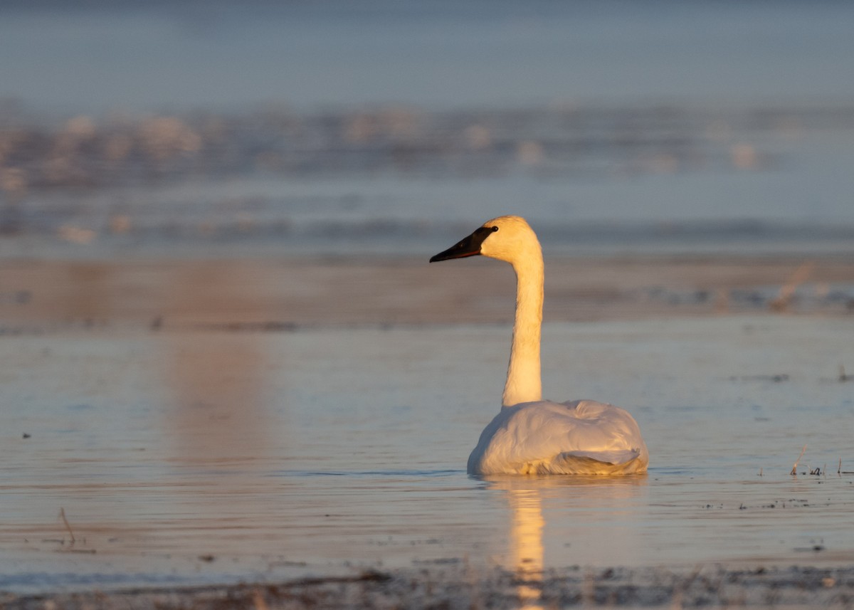 Trumpeter Swan - ML646411969