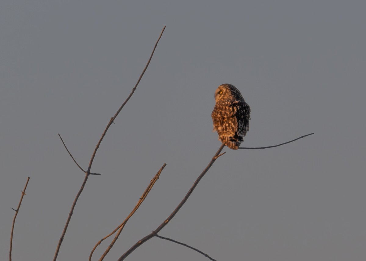Short-eared Owl - ML646411975