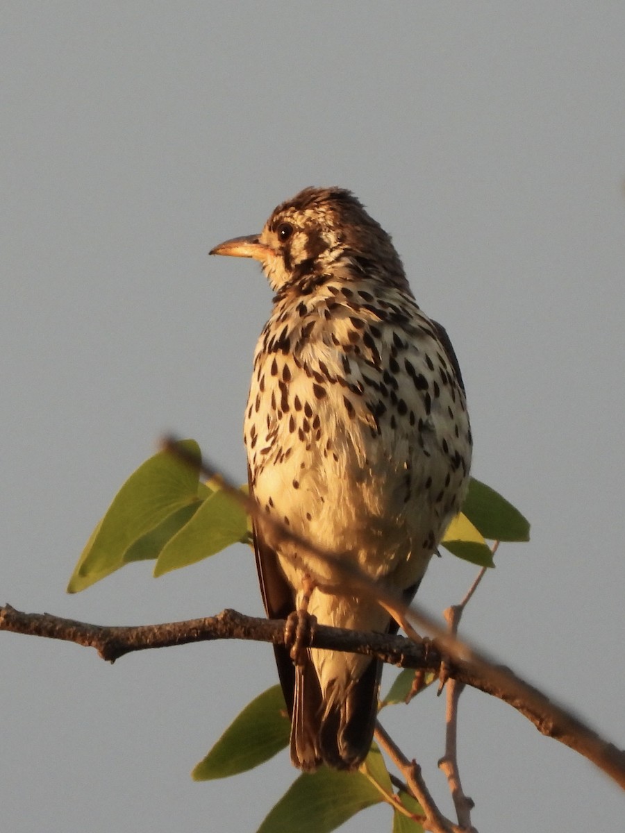 Akaziendrossel - ML646411976