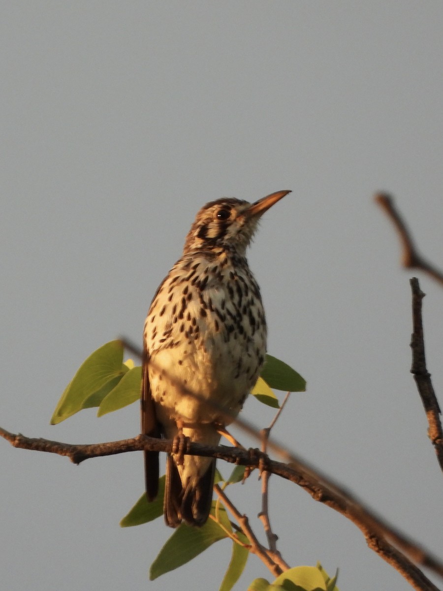 Akaziendrossel - ML646411977