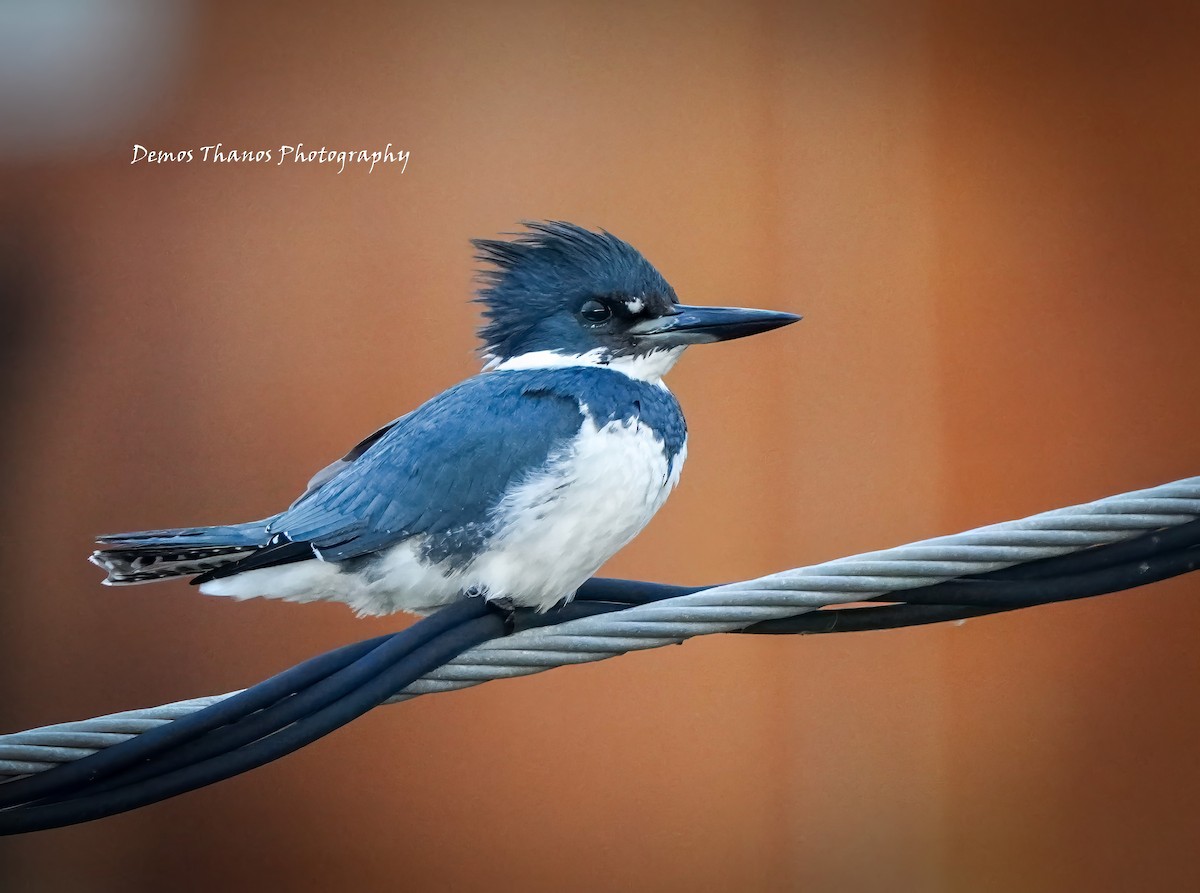 Belted Kingfisher - ML646411978