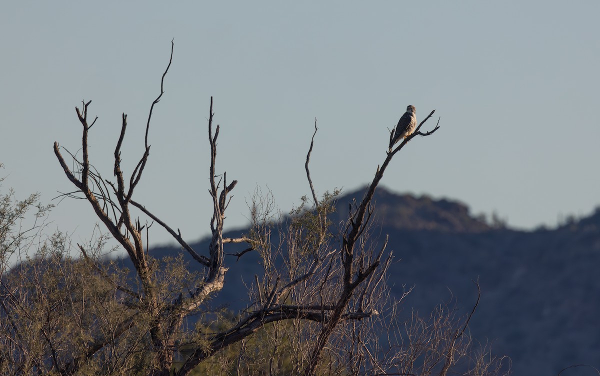 Prairie Falcon - ML646411980