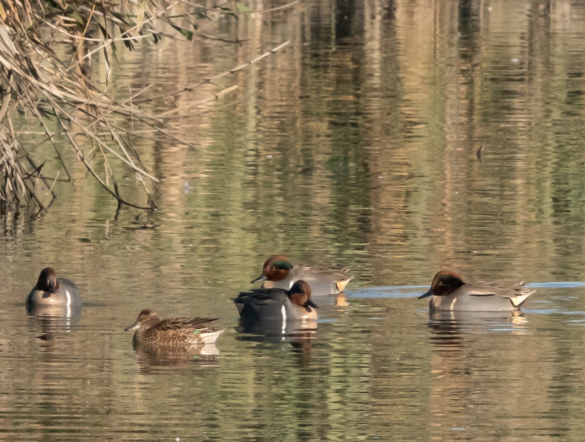 Zertzeta arrunta - ML646411981