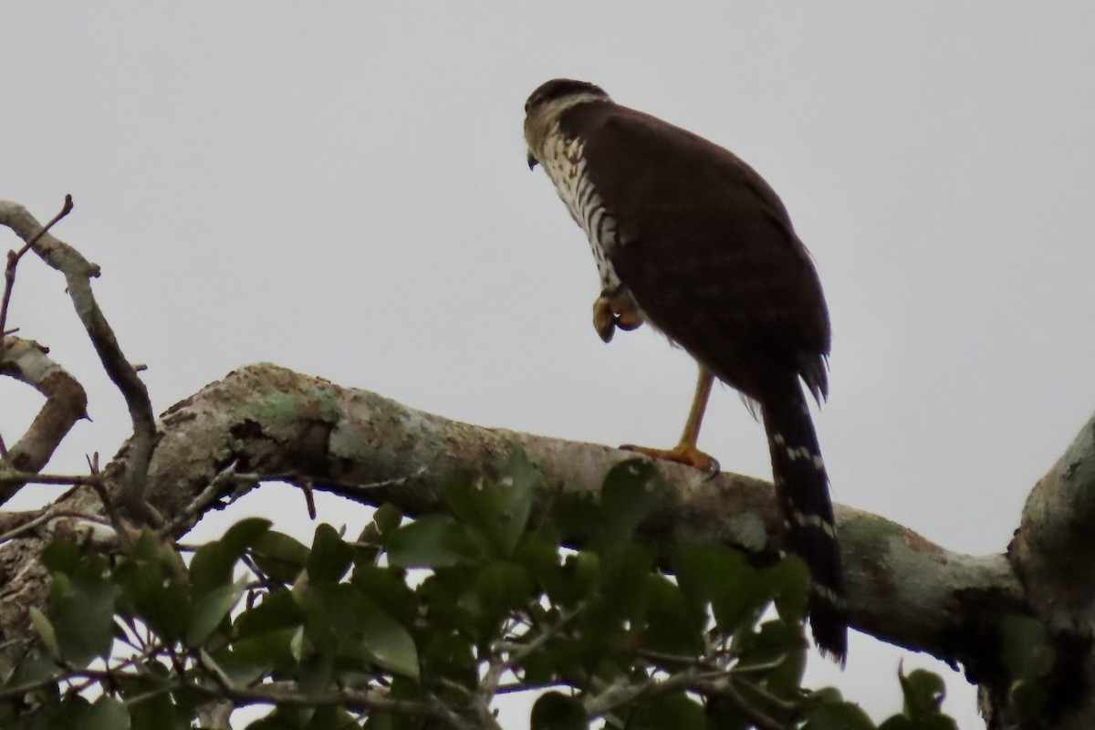 Carnifex à collier - ML646411985