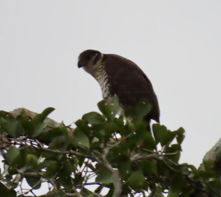 Carnifex à collier - ML646411986