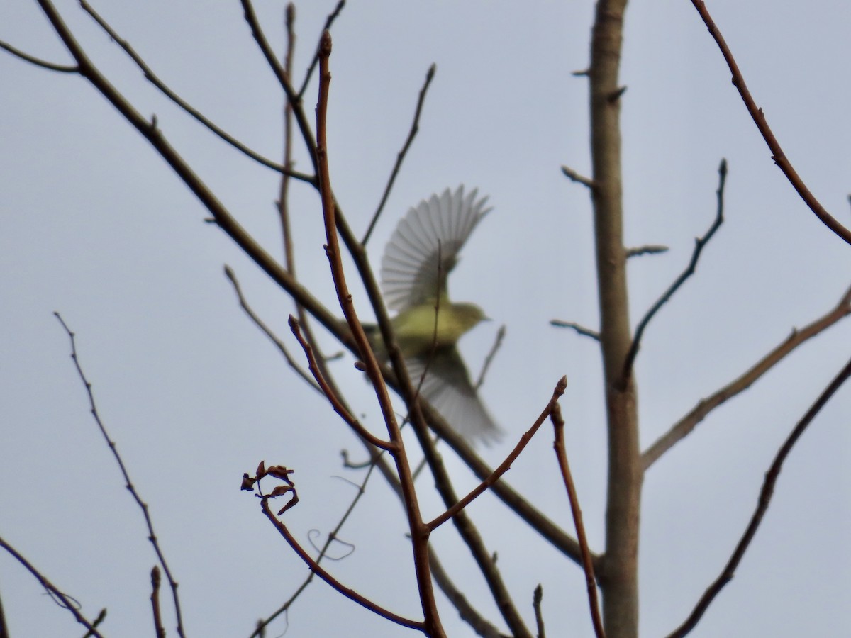 Orange-crowned Warbler - ML646411989