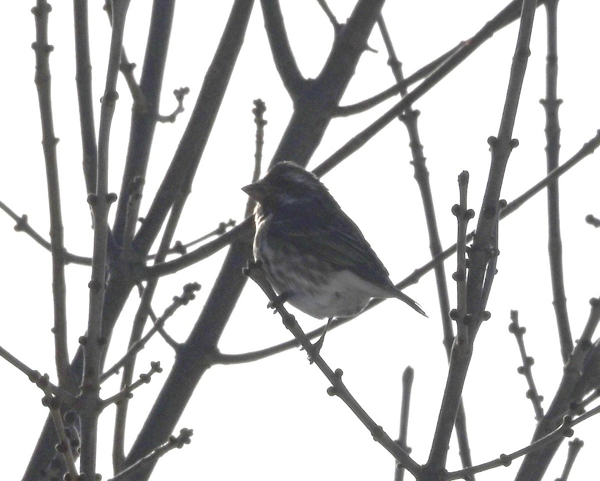 Purple Finch - ML646411991